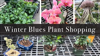 Shopping for Indoor Plants! Shop with me for Plants at Stauffer's of Kissel Hill
