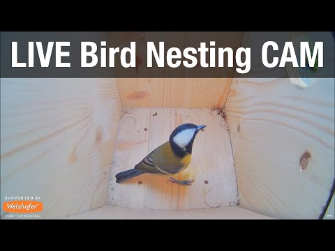 LIVE Nest Box Cam (Sleeping Guest at night) - Recke, Germany