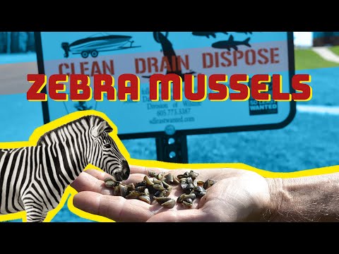 Zebra mussels and why we should care about them