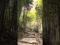 ASMR Walking on Ancient Steps through China's Bamboo Forest #asmr #bambooforest #naturesounds