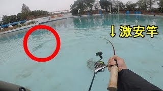 【としまえんFA】998円の激安竿で巨大サーモン釣るまで帰れません！【2019.10.29】