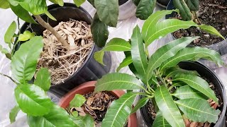 Repotting Home Plants // Maries 716 garden vlog, 171