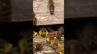 Video Flying Bees Flying Bee Drawing