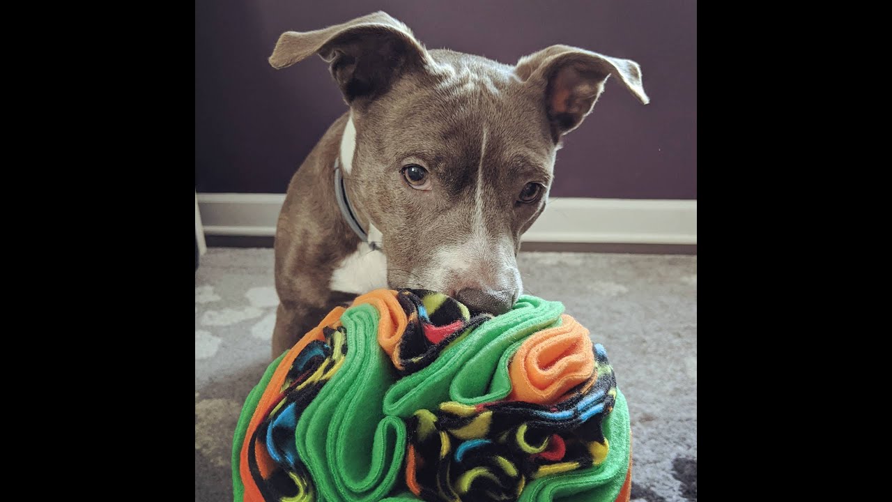 DIY Busy Box Enrichment Toy for Your Bored Dog - Wear Wag Repeat