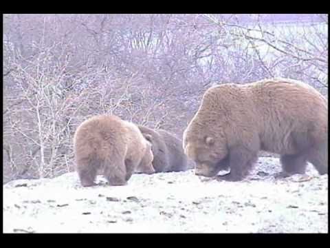 MASSIVE GRIZZLY WITH CUBS! ALASKA AWESOME FOOTAGE!...