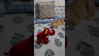 Bechara Haathi🐘😂 - Simba's New Toy😻🐈❤️ | Cats Funny Reaction To Toy