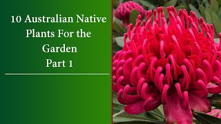 10  Colourful Australian Native Plants