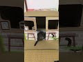 爪とぎ付きの猫ハウスで子猫を遊ばせてみた！