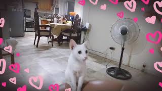 Celebrity Kitten playing fetch Profile