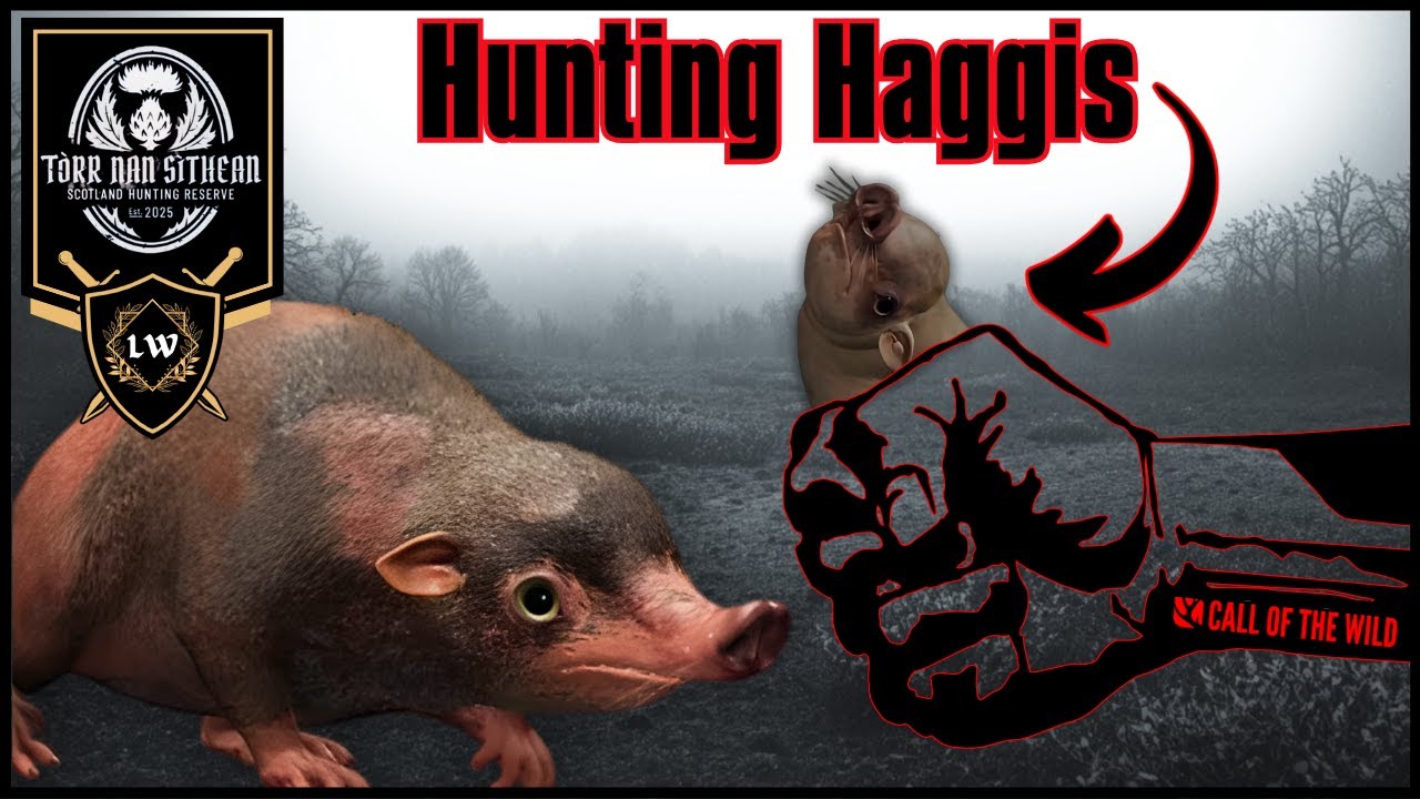 👀 Haggis Hunting 🐾🔍 | COTW