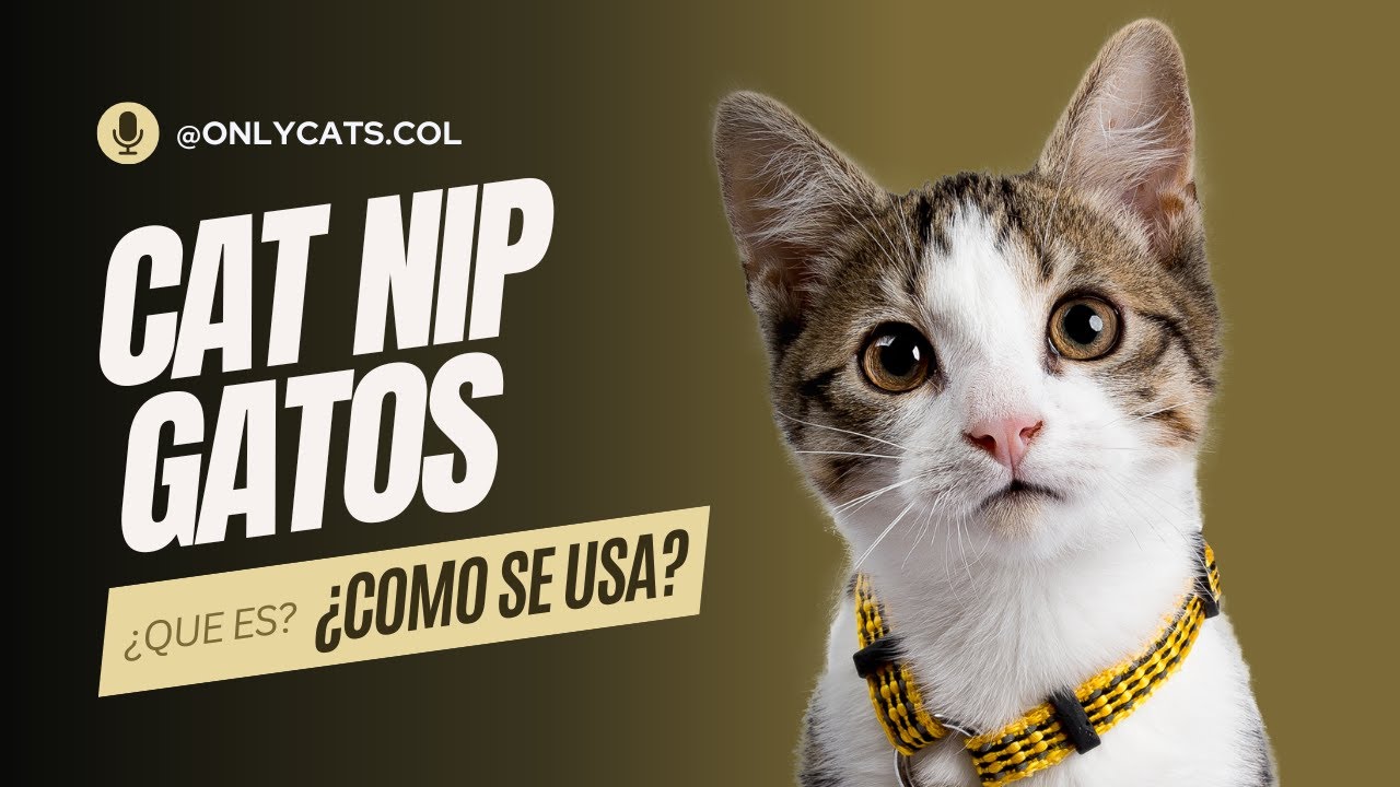 Cat Nip para Gatos / ¿Qué es y cómo se usa? - YouTube