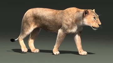 lioness walk cycle animation