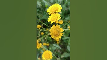 ارح سمعك تلاوة للشيخ ابوبكر الشاطري #nature #flowers #قران_كريم #coran #ارح_سمعك #تلاوة_خاشعة