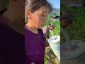 外婆种了一辈子玉米，就像她对我们的爱，割了一茬，又长一茬 ，永远不会减少...#外婆的爱 #我的乡村生活 #田园生活 #童年的回忆 #外婆