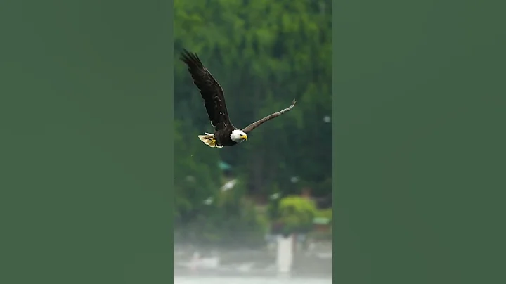 A Eagle Flying - DayDayNews