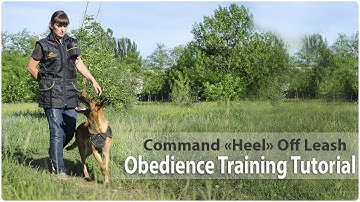 Obedience Training. Command "Heel" Off Leash