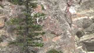 Mountain goat climbing a hill in Canada