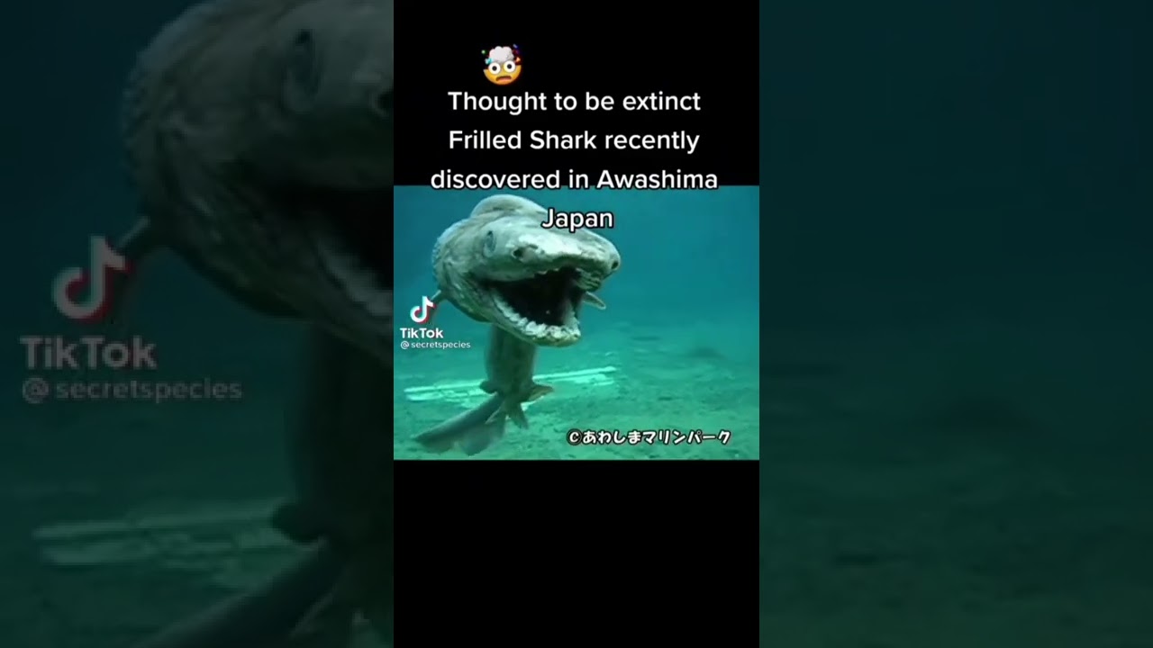 the rediscovery of the frilled shark🦈 