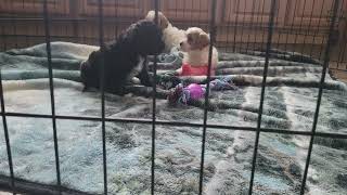Cute Cavapoo Puppies Playing by D G 145 views 2 months ago 2 minutes, 19 seconds