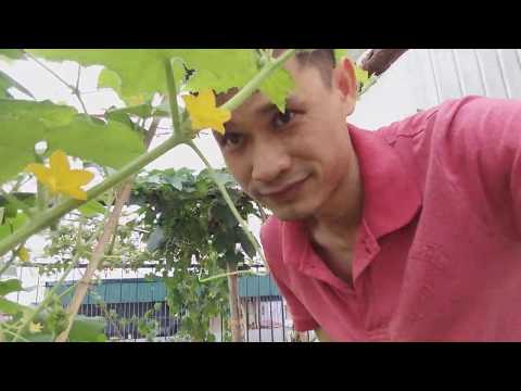 Video: Cho Dưa Chuột Ra Hoa: Cách Cho Dưa Ra Hoa Khi Nở Hoa Ngoài đồng? Các Sản Phẩm Phun Khác