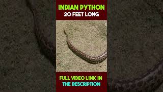 Indian Python #facts #shorts #python