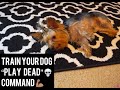 "PLAY DEAD" COMMAND - Yorkie Training!!!