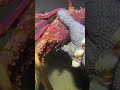 I catching seafood on the seafloor.-P1024-4#fishing #ocean #deepsea #nature #beach