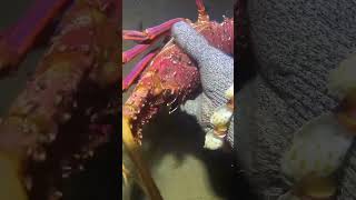 I Catching Seafood On The Seafloorp10244fishing ocean deepsea nature beach
