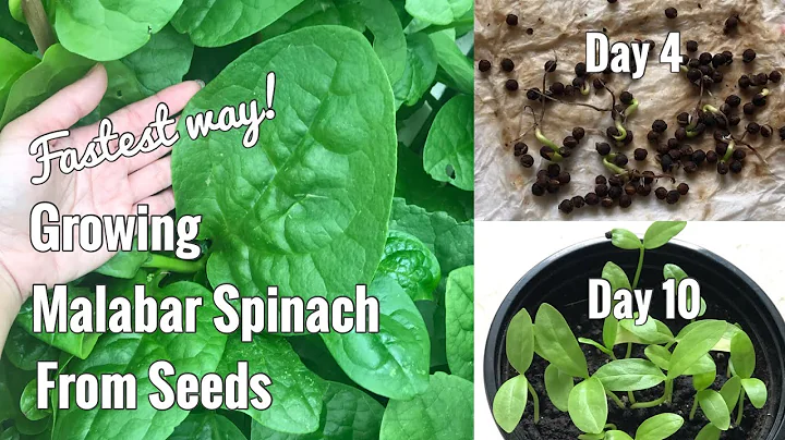 How to grow fast Malabar Spinach from seeds | Care...