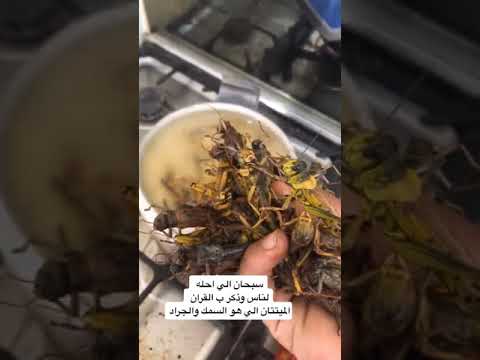 طبخ الجراد حي