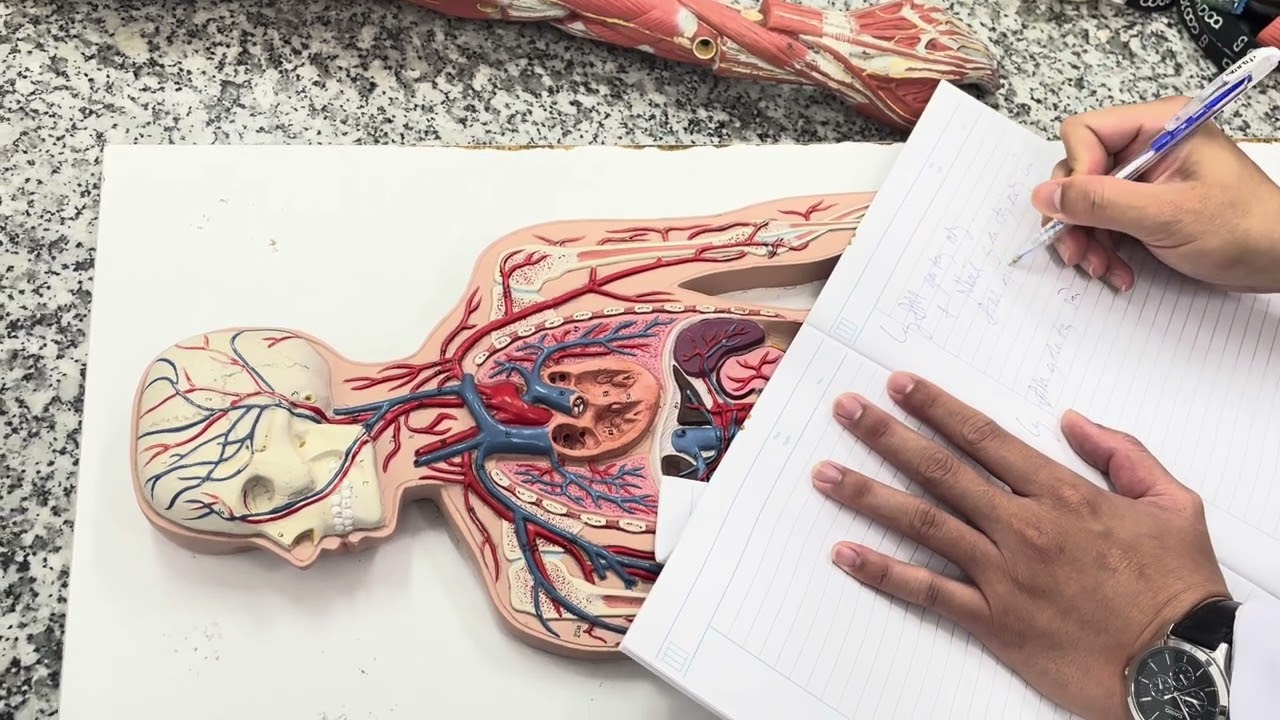 Thực hành giải phẫu: Mạch máu chi trên, chi dưới