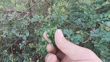 Bài Thuốc Chữa Rắn Cắn Từ Cây Phèn Đen