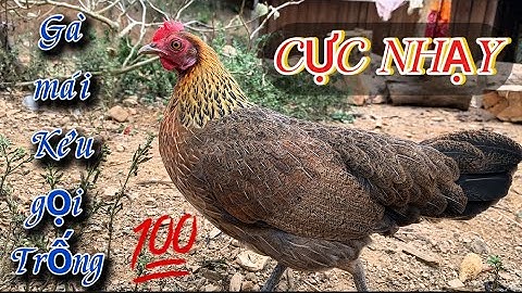Tiếng gà rừng mái KÊU Gọi BỔI CHUẨN ✅ || Poj qaib seev zoo dib tuaj ceev 2025