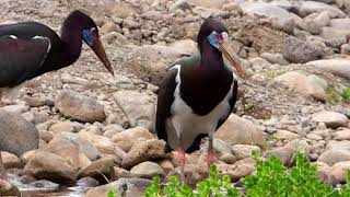 Abdims Stork In Kombolcha, Ethiopia