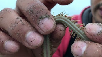 HOW TO CATCH BEACH WORM?