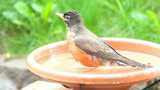 American Robin taking a bath at my yard. by Sharmin Ritterson 109 views 11 days ago 3 minutes, 30 seconds