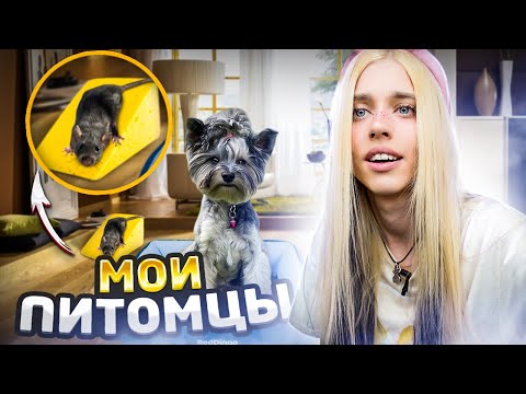 видео: ОБЗОР МОИХ ПИТОМЦЕВ 🐀🐾