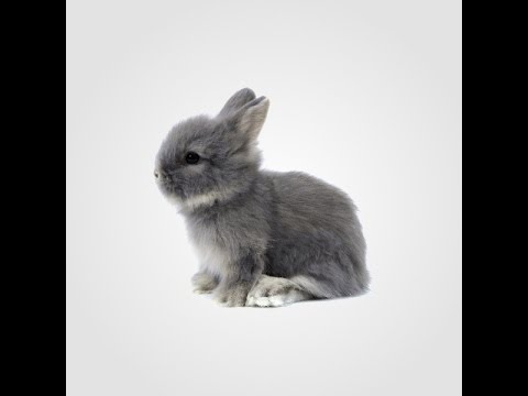 TRUCURI SI SFATURI - Ce facem in cazul unei intoxicatii la iepuri sau alte animale mici?