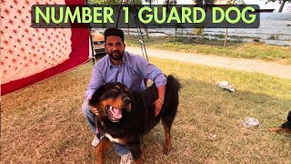 TIBETAN MASTIFF AND LABRADOR IN PUNJAB DOG SHOW 2023