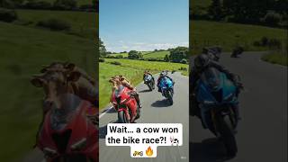 Crazy Cow Motorcycle Race 🐄🏍️🔥#CowRace #FunnyShorts #MotorcycleChallenge #shorts
