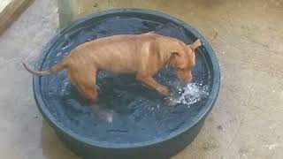 Scout E06 - Pool