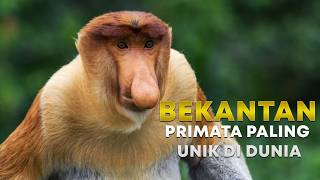 Meet the Proboscis Monkey! A Long-Nosed Monkey That Lives Only in Kalimantan