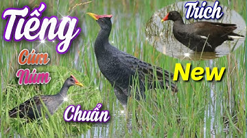 HUYỀN THOẠI TIẾNG CÚM NÚM & TRÍCH RÉ TRÊN ĐỒNG LÚA