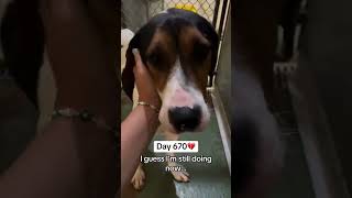 Let’s find Jerry a home 🏠 Animal House Shelter Huntley, llinois