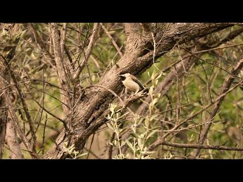 Video: Krasnik - Vaccinium Praestans - Yararlı Sakhalin Meyvesi (Krasnik - Bahçelere)