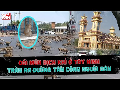 Tác hại do COVID-19: Khỉ ở Tây Ninh tràn ra đường tấn công người dân, đói vì không được cho đồ ăn.