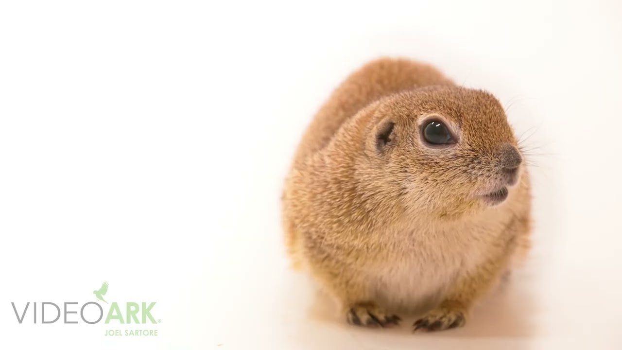 A male round-tailed ground squirrel (Xerospermophilus tereticaudus neglectus) in Arizona.