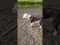 Pitbull lover&#39;s #Pitbull dog video