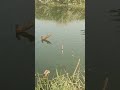 Sathish fishing big tilapia fish