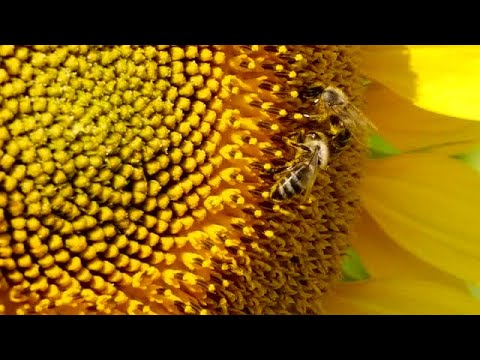 Bee Stock Video